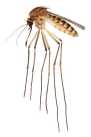 Culex lactator mosquito